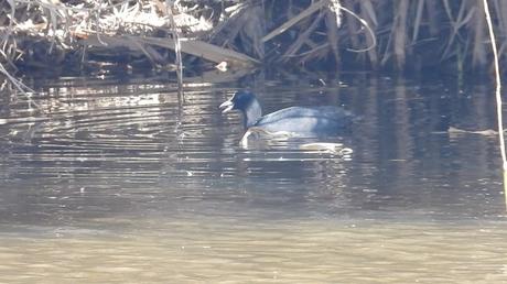 Focha en Sant Adrià