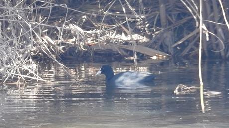 Focha en Sant Adrià