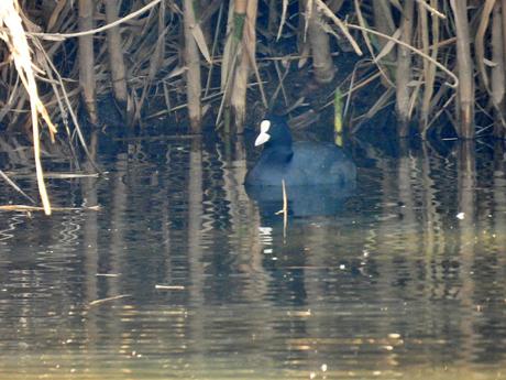 Focha en Sant Adrià