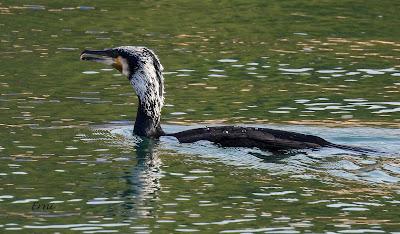 AVES Y EDUCACIÓN AMBIENTAL EN DOS RUTAS GUIADAS