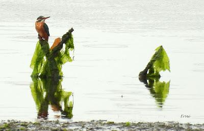 AVES Y EDUCACIÓN AMBIENTAL EN DOS RUTAS GUIADAS