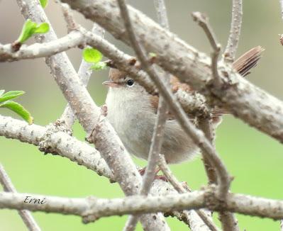 AVES Y EDUCACIÓN AMBIENTAL EN DOS RUTAS GUIADAS