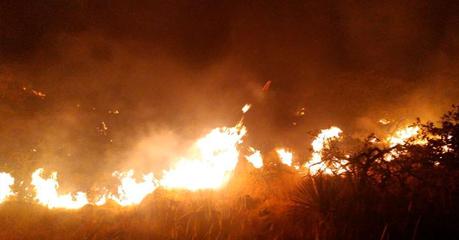 En conjunto con otras instancias, termina Protección Civil Municipal con incendio forestal en el Cerro el Pelón