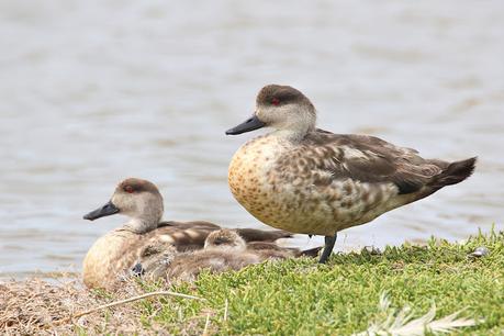 Puerto Deseado (febrero 2022)