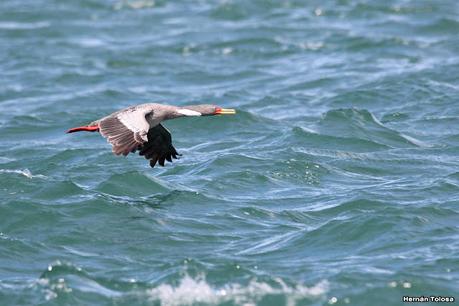 Puerto Deseado (febrero 2022)