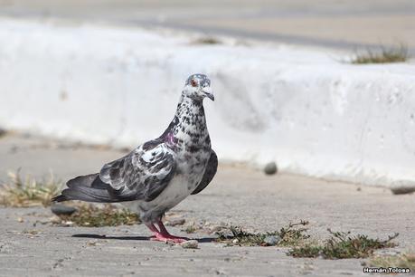 Puerto Deseado (febrero 2022)