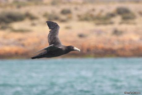 Puerto Deseado (febrero 2022)