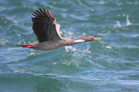 Puerto Deseado (febrero 2022)