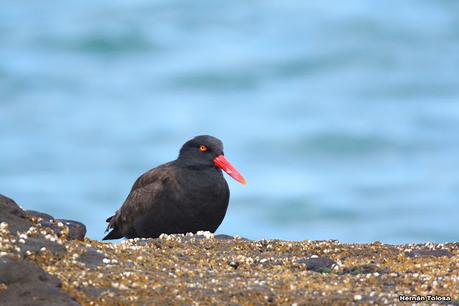 Puerto Deseado (febrero 2022)