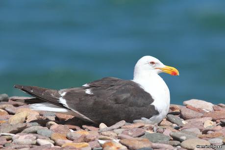 Puerto Deseado (febrero 2022)