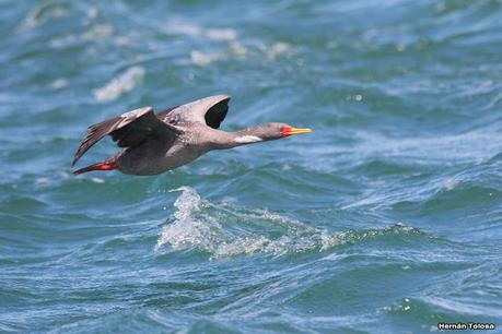 Puerto Deseado (febrero 2022)