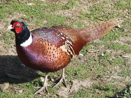 Tres faisanas y un faisán