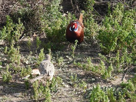 Tres faisanas y un faisán