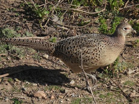 Tres faisanas y un faisán
