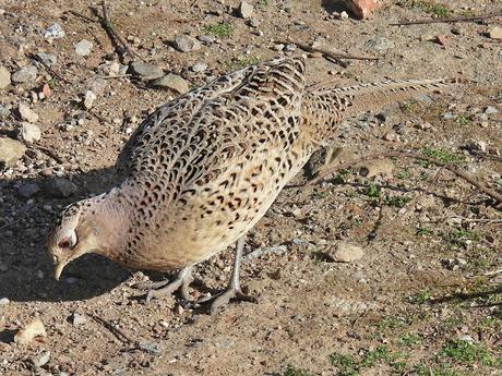 Tres faisanas y un faisán