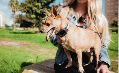 Los sistemas de PAJ GPS ayudan a localizar, en pocas horas, a las mascotas perdidas Los sistemas de PAJ GPS ayudan a localizar, en pocas horas, a las mascotas perdidas
