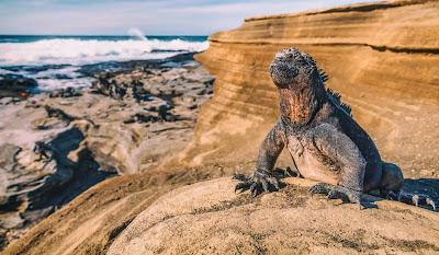 Estuve en las Islas Galápagos y me acordé de ti...