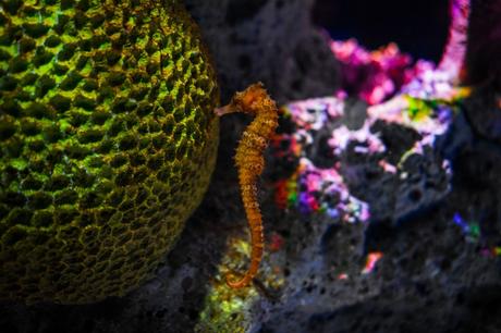 Islas Galápagos, lo que Charles Darwin no te dijo Islas Galápagos, lo que Charles Darwin no te dijo