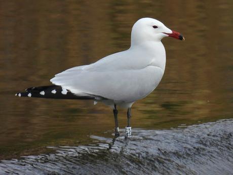 Larus audouinii BZYT en Sant Adrià