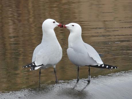 Larus audouinii BZYT en Sant Adrià