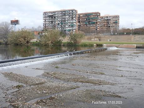 Larus audouinii BZYT en Sant Adrià