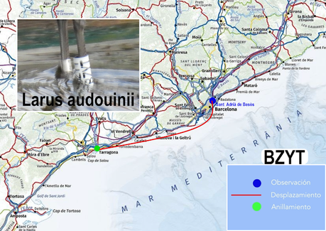 Larus audouinii BZYT en Sant Adrià