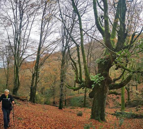 Cueto les Duernes, Sellón y Babu por la Viescona del Sueve. Cueto les Duernes, Sellón y Babu por la Viescona del Sueve.