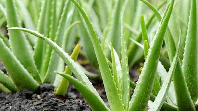 Gel de aloe vera Gel de aloe vera