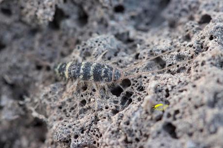 Pececillo de Cebra Pececillo de Cebra