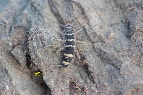 Pececillo de Cebra Pececillo de Cebra