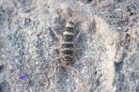 Pececillo de Cebra Pececillo de Cebra