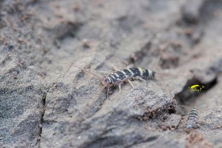 Pececillo de Cebra Pececillo de Cebra