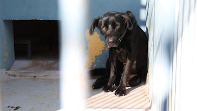 Los perros abandonados de Ibiza.