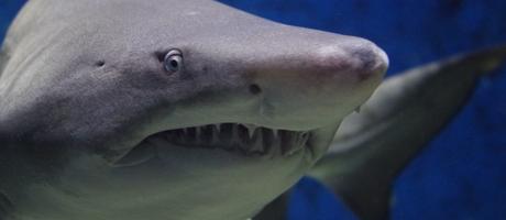 5 actividades imprescindibles que hacer en las islas Baleares