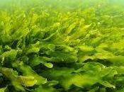 ¿Podrían algas convertirse nuestra comida diaria?