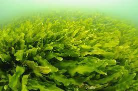 ¿Podrían las algas convertirse en nuestra comida diaria?