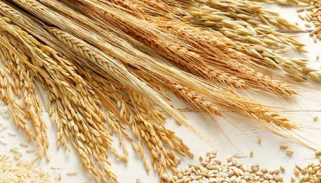 La importancia de los cereales en la antigüedad