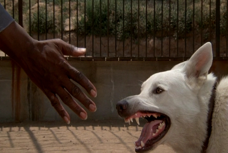 Cine al grano: Perro blanco (White Dog, Samuel Fuller, 1982)