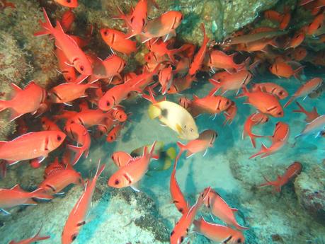 pescado de cabo verde