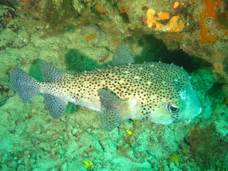 pescado de cabo verde