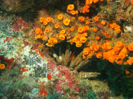 bucear en cabo verde