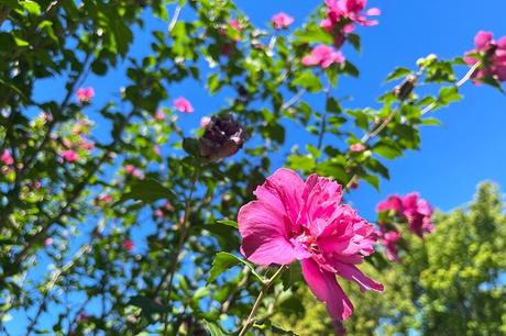 Las 12 mejores cosas para hacer en Battle Creek, MI Las 12 mejores cosas para hacer en Battle Creek, MI