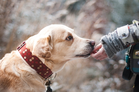 Inician los talleres itinerantes de adiestramiento canino en BCN