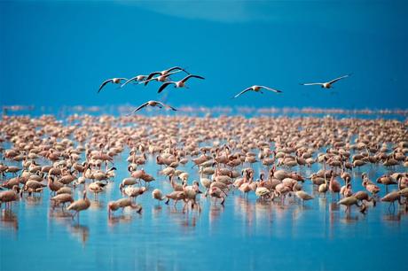 Los flamencos del lago Manyara visitan Tanzania