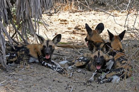 Selous visita Tanzania