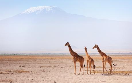 jirafas kenia kilimanjaro