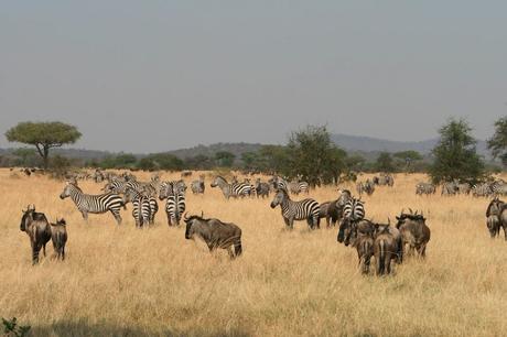 Safaris en el Serengeti