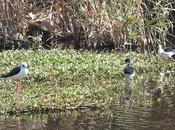 Cigüeñuelas viajeras