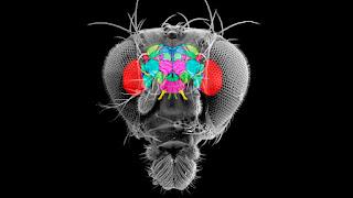 De la pregunta sobre quién soy yo