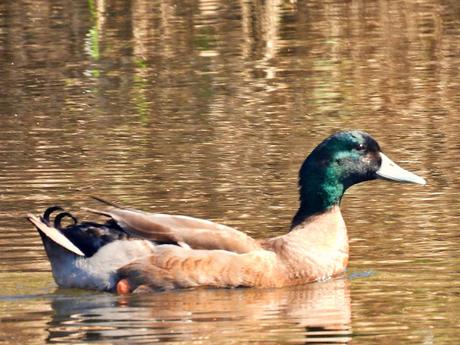 Sigue el pato azulón híbrido